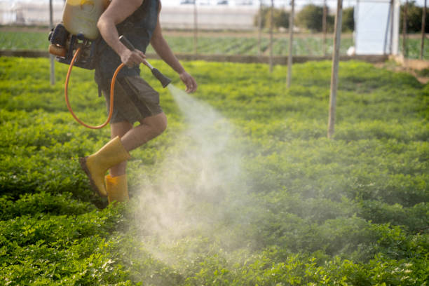 Best Wasp Removal Services  in Vandalia, IL