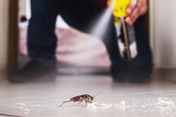 Best Spider Control Near Me  in Vandalia, IL