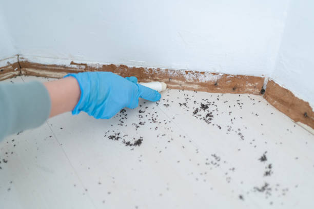 Best Affordable Pest Control Services  in Vandalia, IL